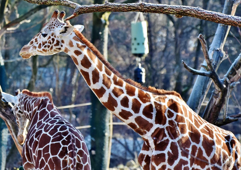 75334 Tierwelt - Giraffe Puzzle