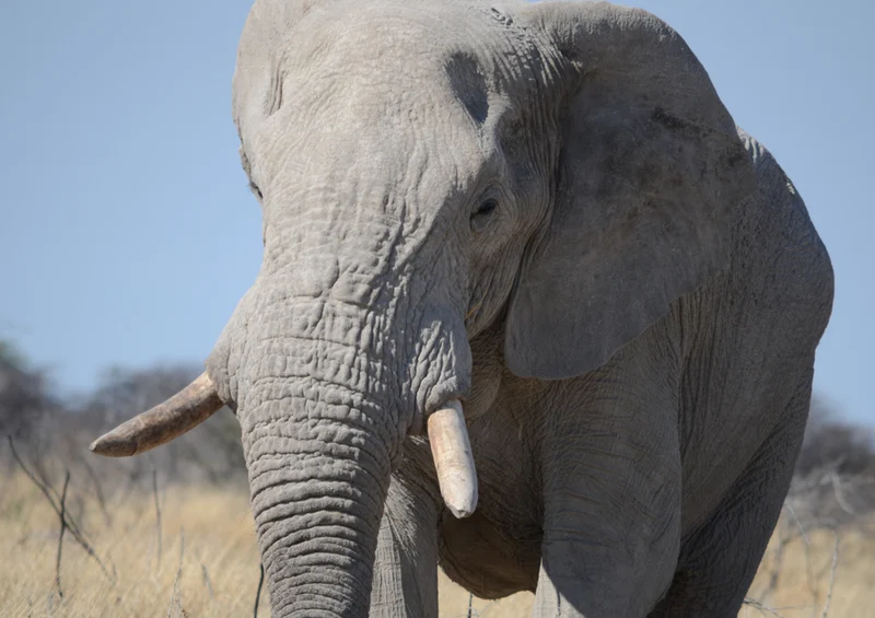 75343 Tierwelt - Elefant Puzzle