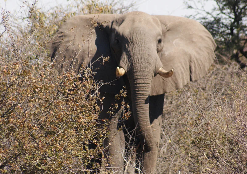 75350 Tierwelt - Elefant Puzzle