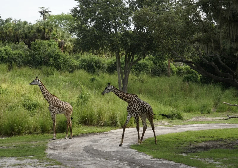 75166 Tierwelt - Giraffe Puzzle