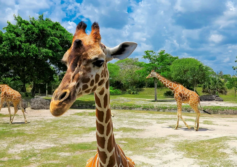 75163 Tierwelt - Giraffe Puzzle