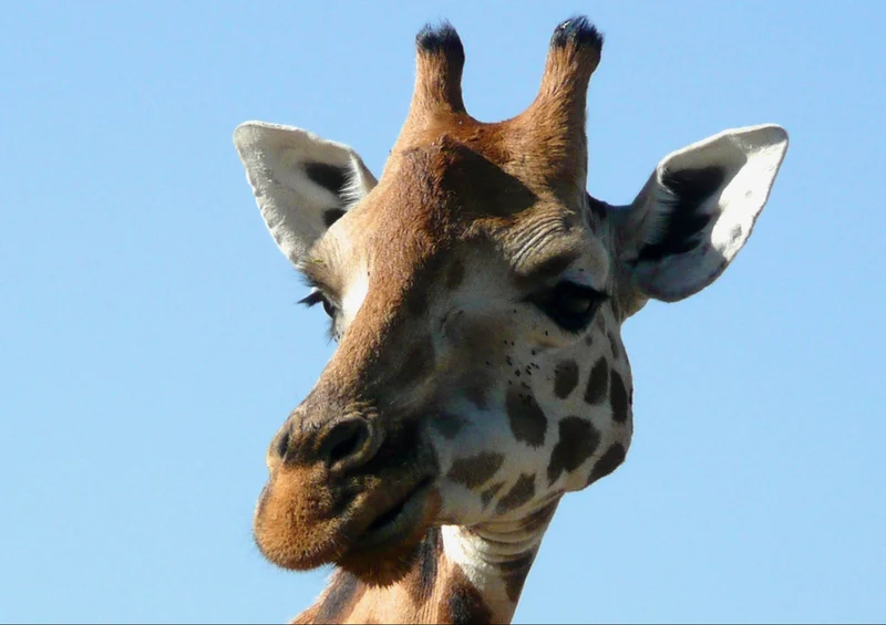 75152 Tierwelt - Giraffe Puzzle