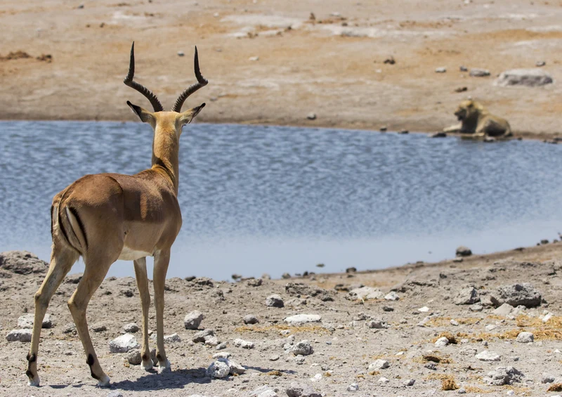 75148 Tierwelt - Antilope Puzzle