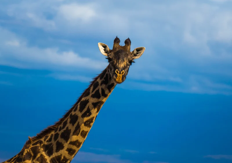 75209 Tierwelt - Giraffe Puzzle