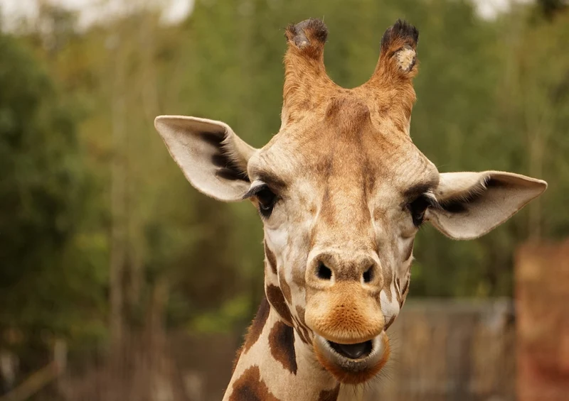 75235 Tierwelt - Giraffe Puzzle
