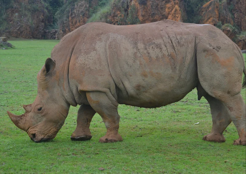 75752 Tierwelt - Nashorn Puzzle