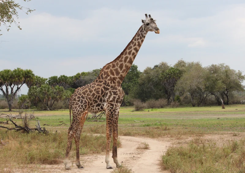75781 Tierwelt - Giraffe Puzzle