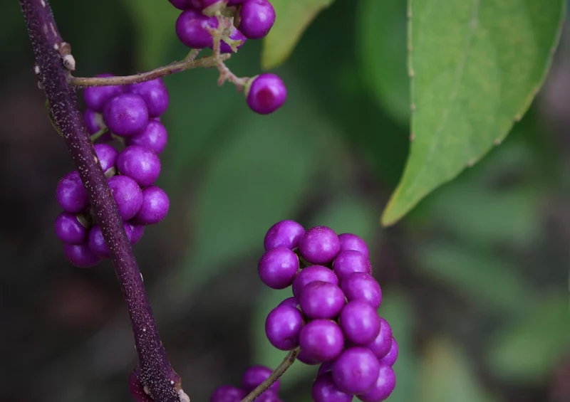 75799 Natur - Beeren Puzzle