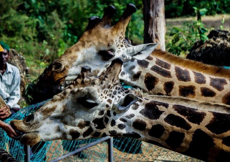 75480 Tierwelt - Giraffen Puzzle