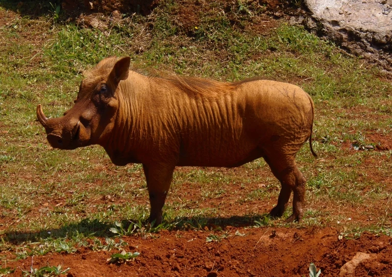 53255 Tierwelt - Warzenschwein Puzzle