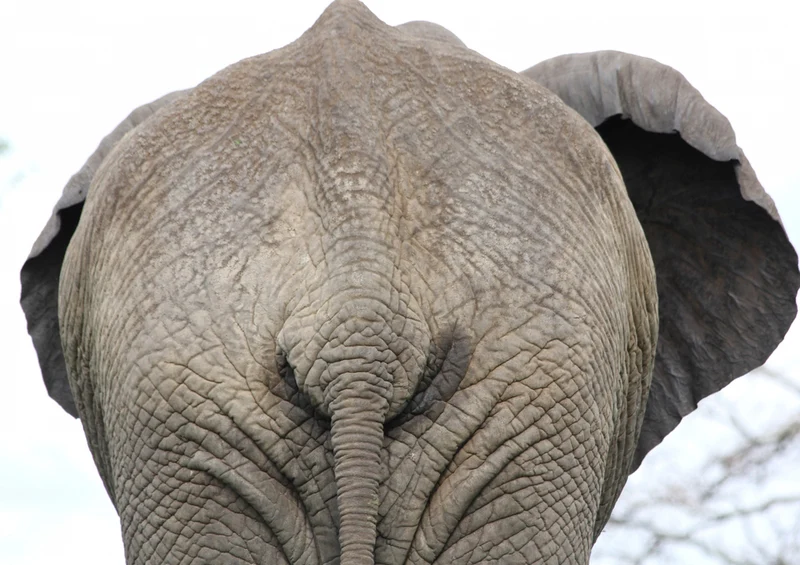 75488 Tierwelt - Elefant Puzzle