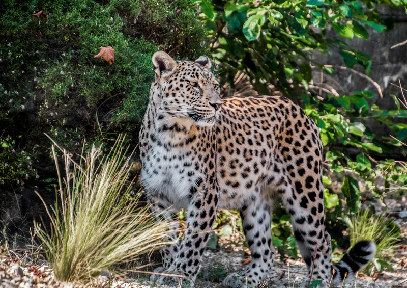77566 Natur - Leopard Puzzle