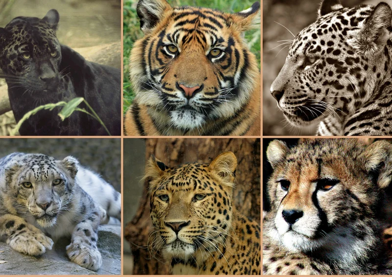 77575 Tierwelt - Collage Puzzle