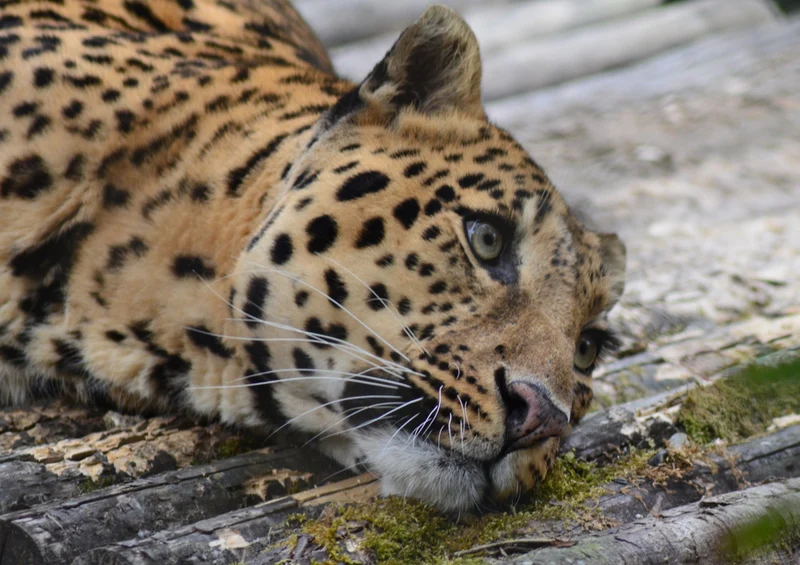 77645 Natur - Leopard Puzzle