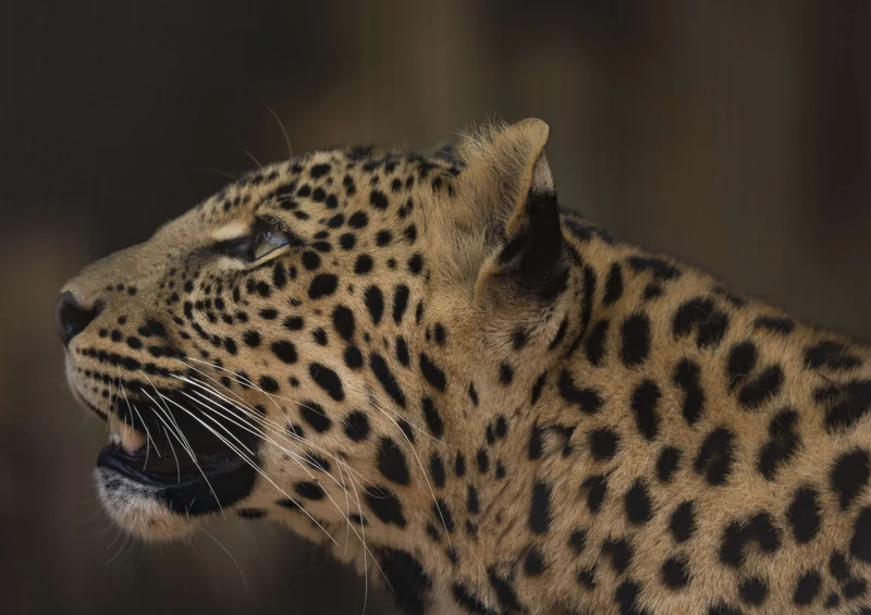 77649 Natur - Leopard Puzzle
