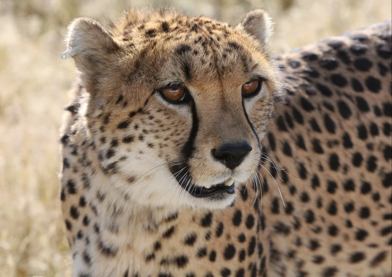 77657 Natur - Gepard Puzzle