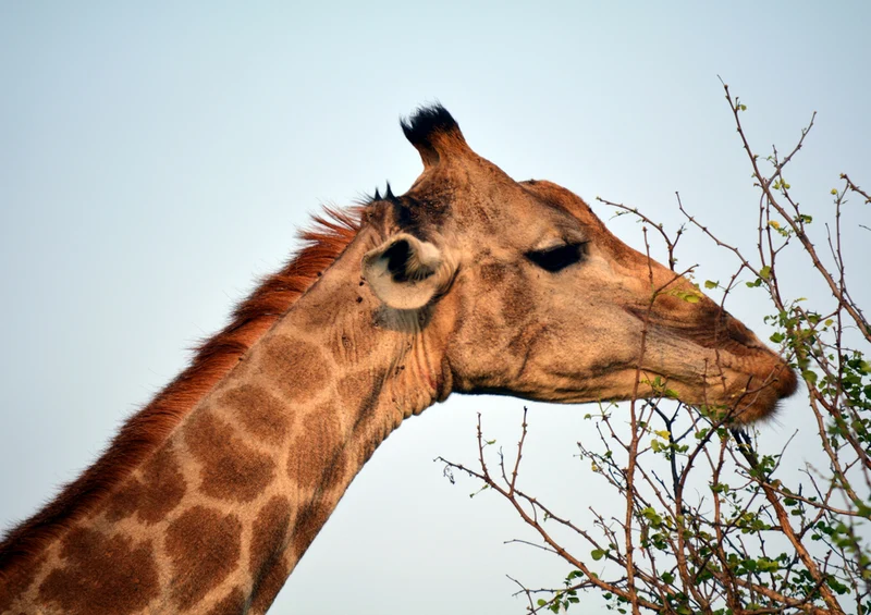 78123 Natur - Giraffe Puzzle