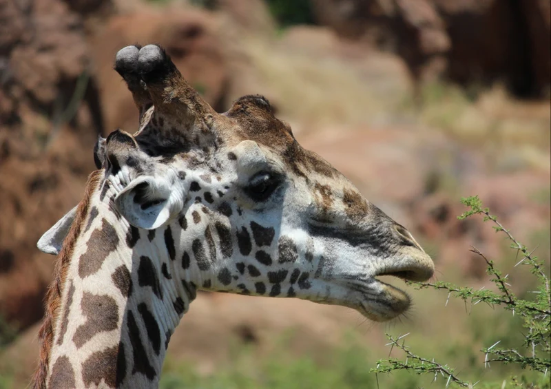 78130 Natur - Giraffe Puzzle