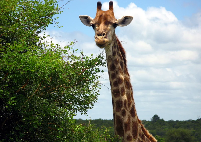 78131 Natur - Giraffe Puzzle