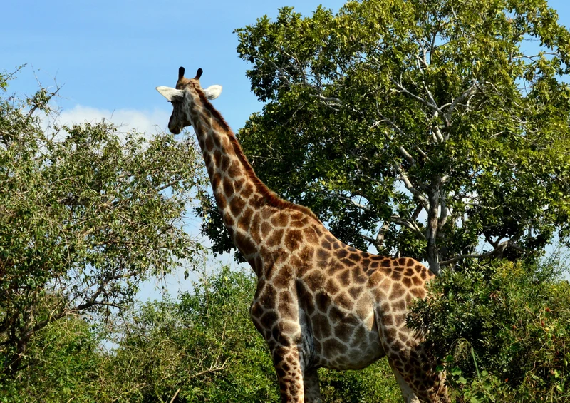 78137 Natur - Giraffe Puzzle