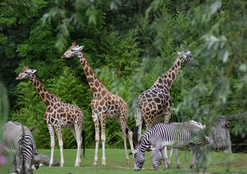 78143 Natur - Giraffe Puzzle