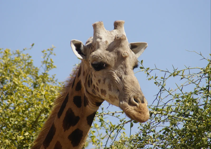 78150 Natur - Giraffe Puzzle