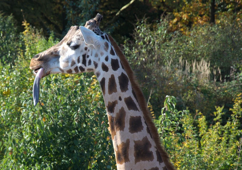 78156 Natur - Giraffe Puzzle