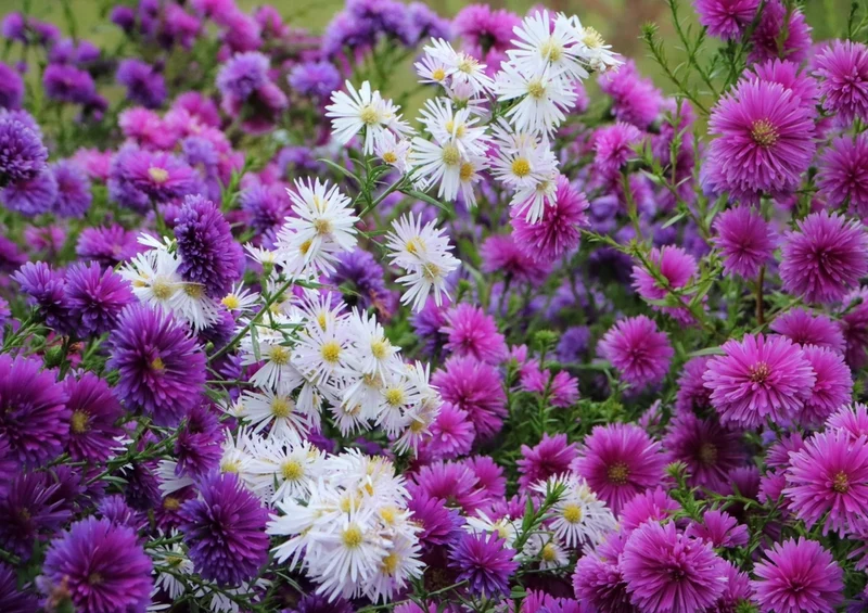 53230 Natur - Blumen Puzzle