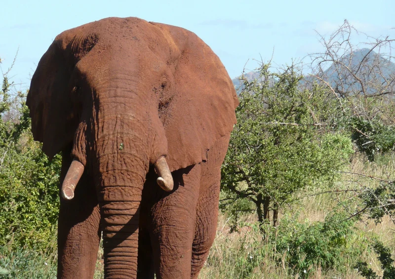 75547 Tierwelt - Elefant Puzzle