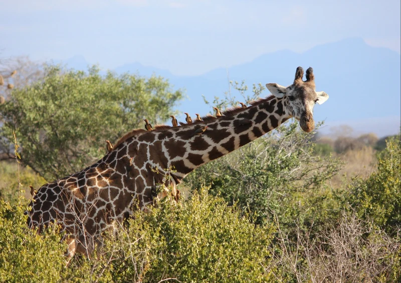 75065 Tierwelt - Giraffe Puzzle