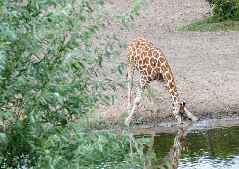 75062 Tierwelt - Giraffe Puzzle