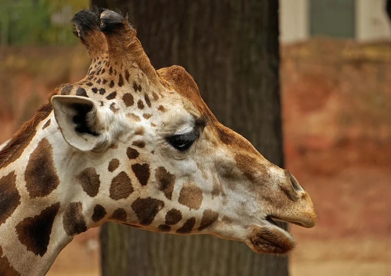 75061 Tierwelt - Giraffe Puzzle