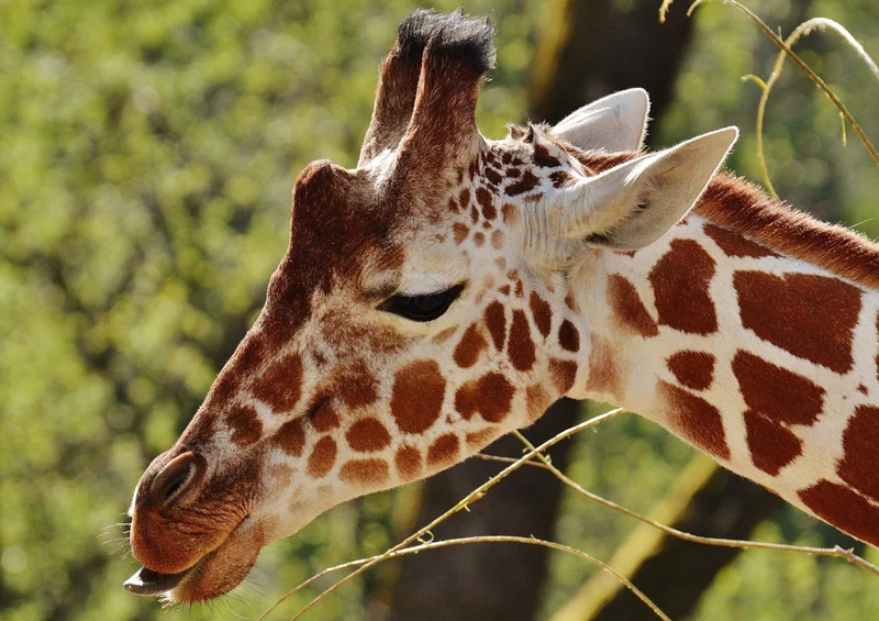 75060 Tierwelt - Giraffe Puzzle