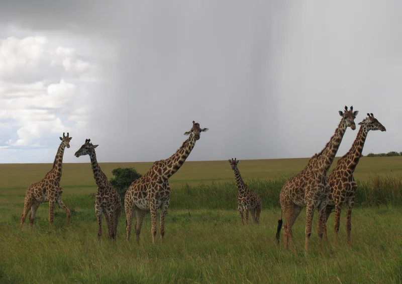 75057 Tierwelt - Giraffe Puzzle
