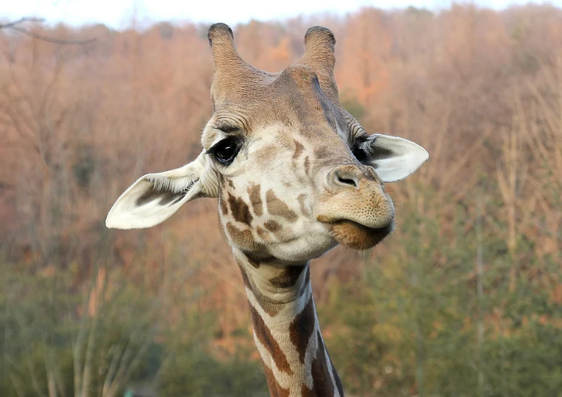 75053 Tierwelt - Giraffe Puzzle