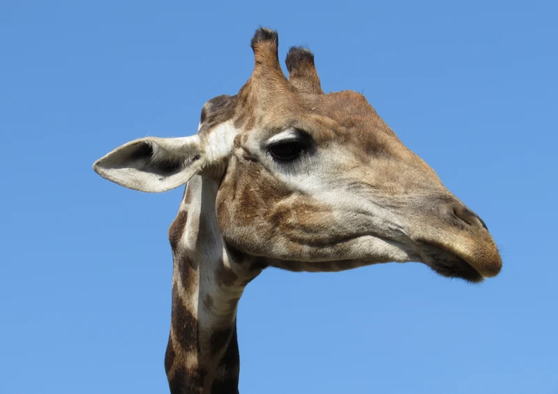 78330 Natur - Giraffe Puzzle