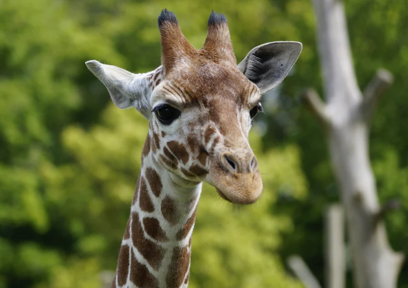 78340 Natur - Giraffe Puzzle