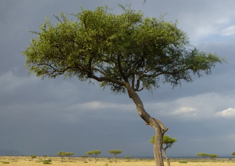 78343 Natur - Afrika Puzzle