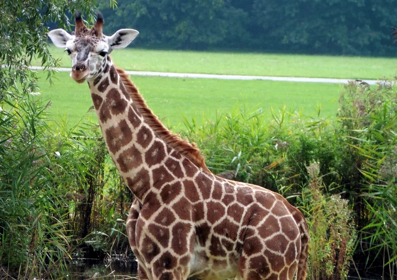 78346 Natur - Giraffe Puzzle