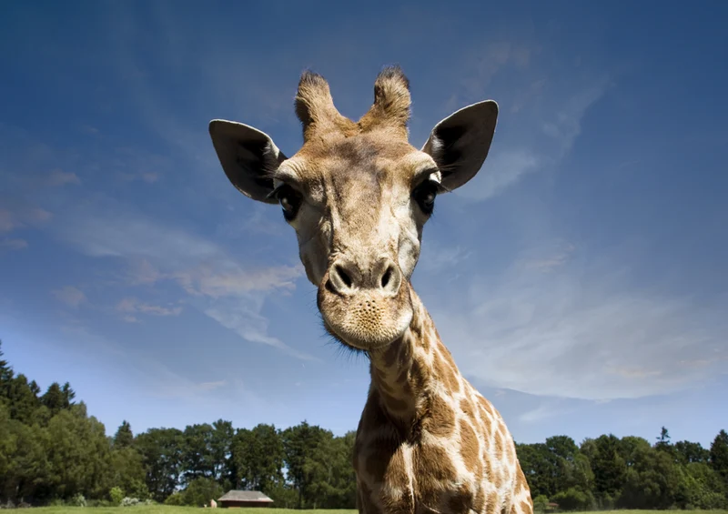 78355 Natur - Giraffe Puzzle