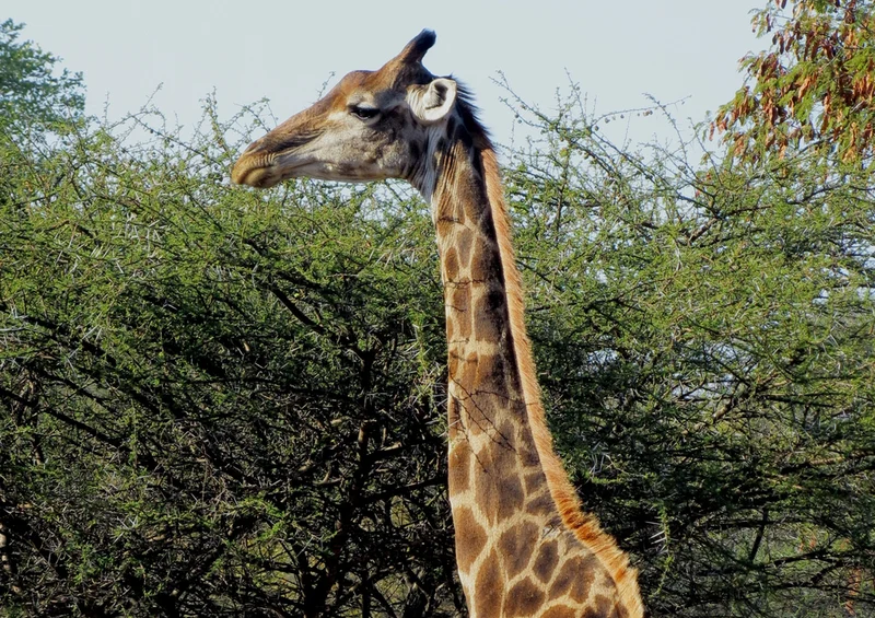 78362 Natur - Giraffe Puzzle