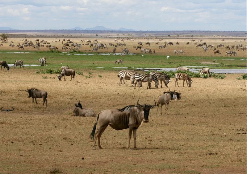 78453 Natur - Afrika Puzzle