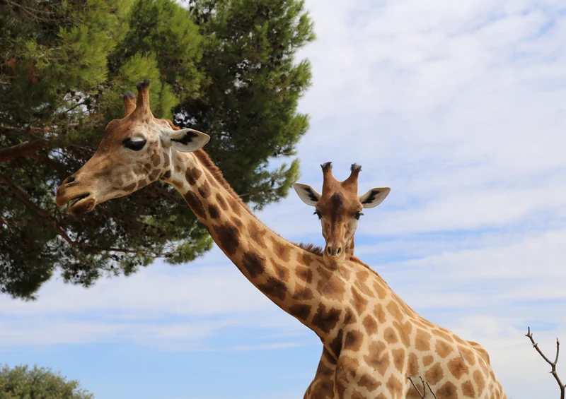 78463 Natur - Giraffe Puzzle