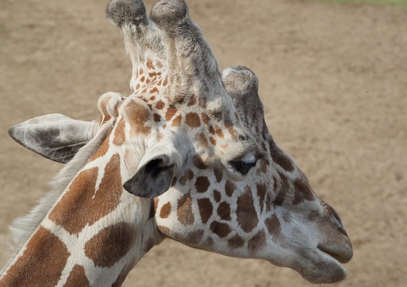 77833 Tierwelt - Giraffe Puzzle