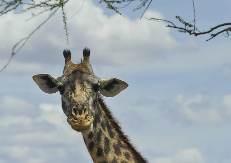 78015 Natur - Giraffe Puzzle