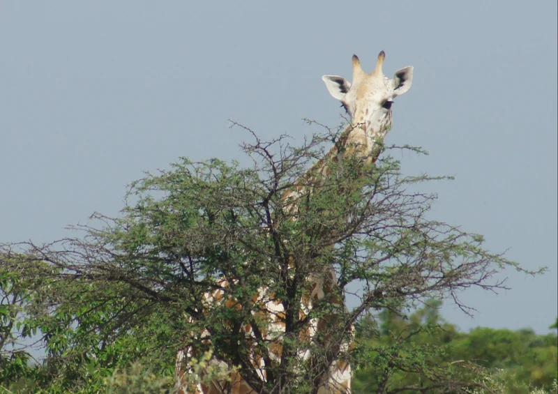 77845 Tierwelt - Giraffe Puzzle