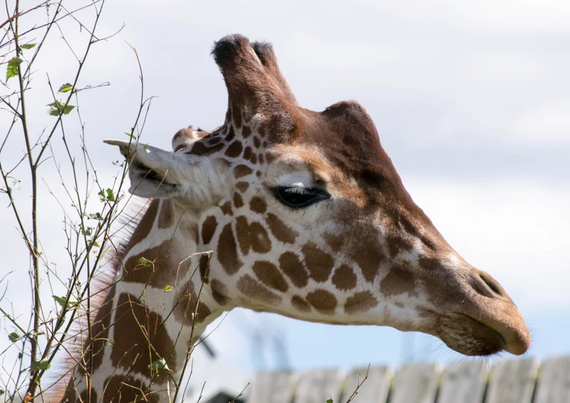 77846 Tierwelt - Giraffe Puzzle