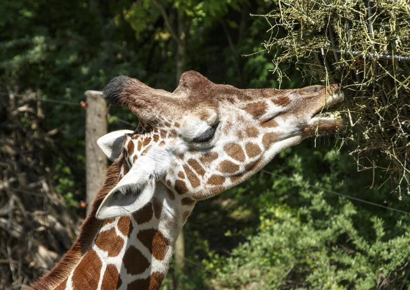 77849 Tierwelt - Giraffe Puzzle