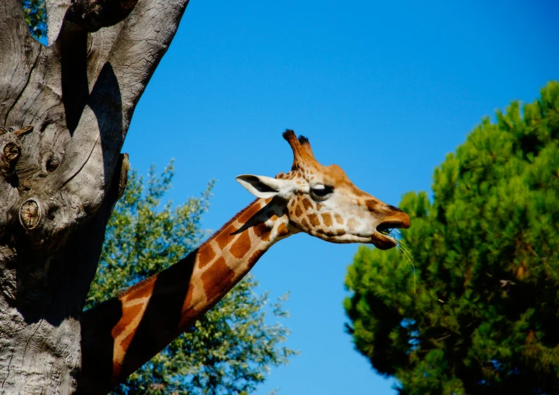 77853 Tierwelt - Giraffe Puzzle