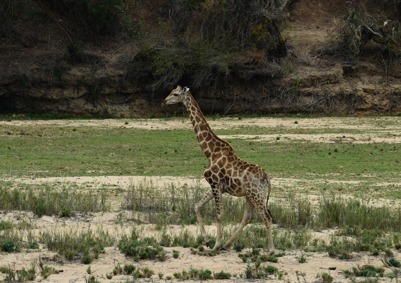 77864 Tierwelt - Giraffe Puzzle